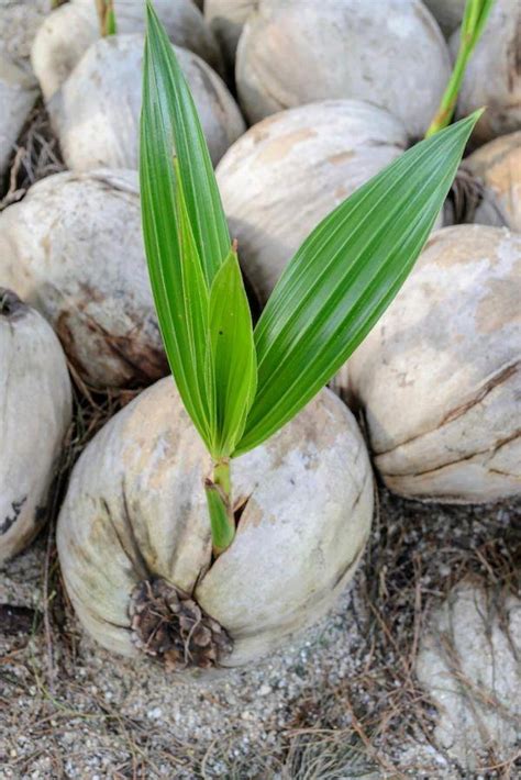 椰子怎麼種|椰子怎麼種植，可以盆栽嗎